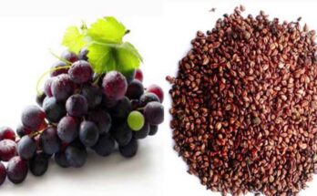 Natural Grape Seed Extract Market