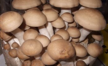 Brown Shimeji Mushroom Market