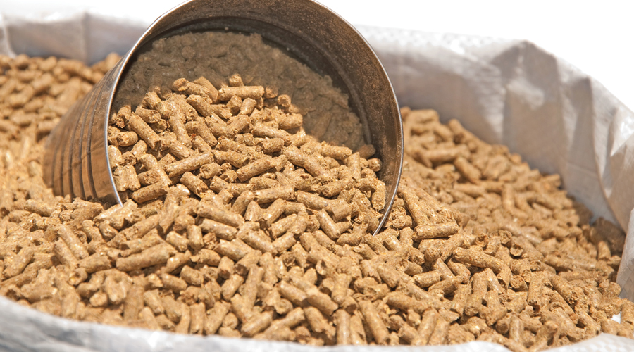 Probiotics in Feed Market