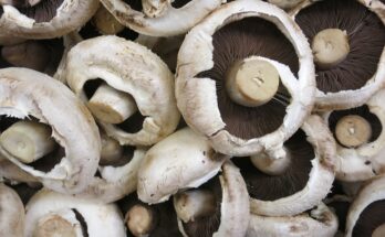 Retail Pack Portobello Mushroom Market