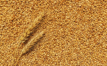 Wheat Fibres Market