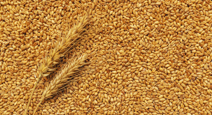 Wheat Fibres Market