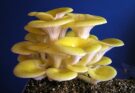 Yellow Oyster Mushroom Market