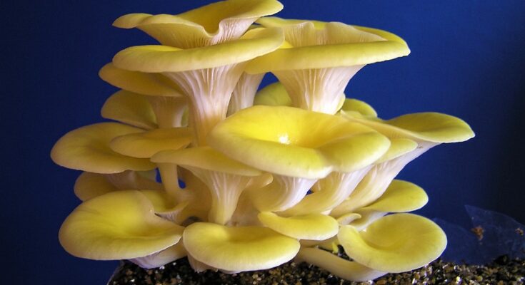 Yellow Oyster Mushroom Market