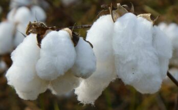 Cotton Seeds Market