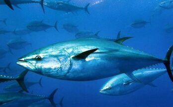 Farmed Bluefin Tuna Market