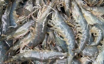 Farmed Whiteleg Shrimps Market