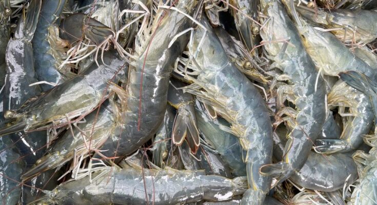 Farmed Whiteleg Shrimps Market