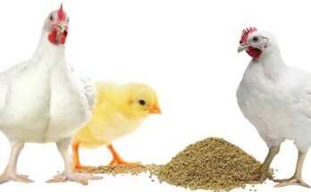 Poultry Animal Feeds Additives Market