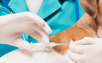 Veterinary Diagnostic Reagents Market