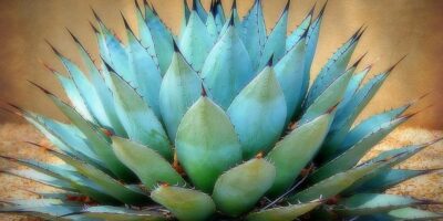 Blue Agave Market