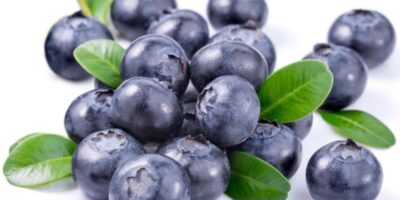 Blueberry Extract Market