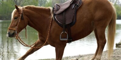 Horse Saddles And Tacks Market