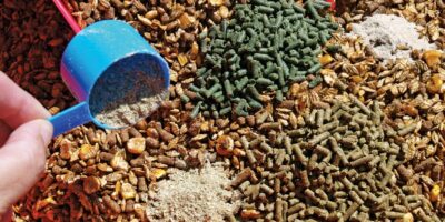 Animal Feed Mineral Additives Market