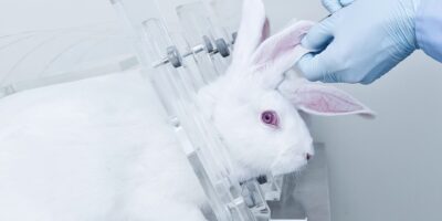 Animal Toxicity Test Market